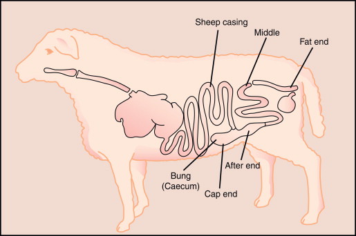 Natural sausage Sheep casings